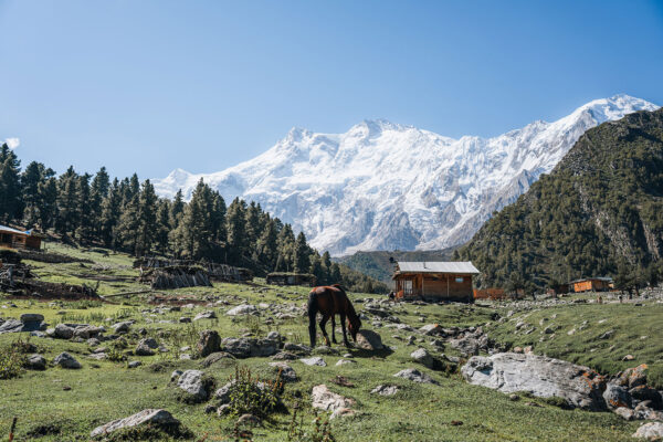 nanga-parbat-base-camp-trek-pakistan-3 nanga-parbat-base-camp-trek-pakistan-3