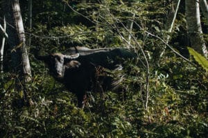 nong khiaw buffalo in the jungle