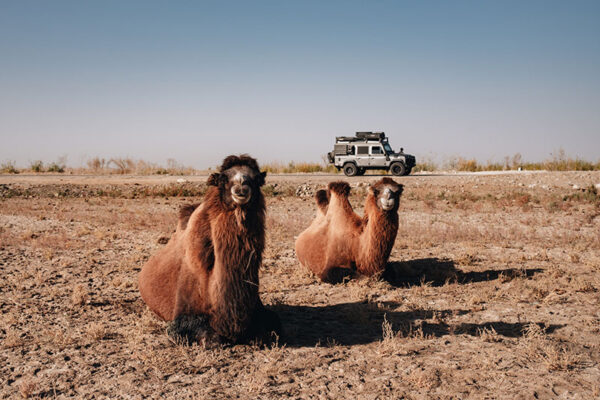 taklamakan-desert-mifeng-overlanding-china-camel-defender