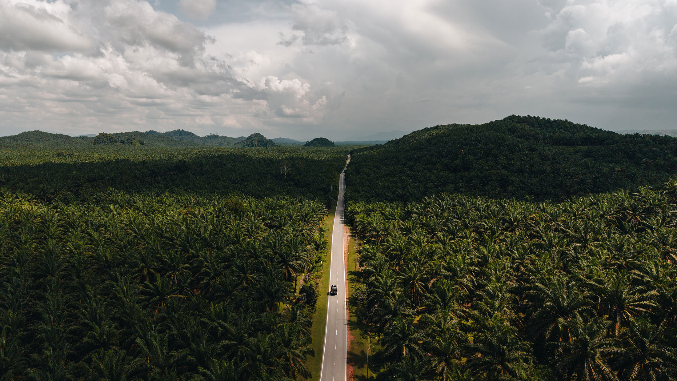 driving on a highway trough palm oil plantations
