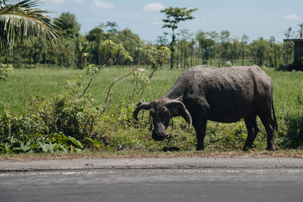 a water buffalo on the road side