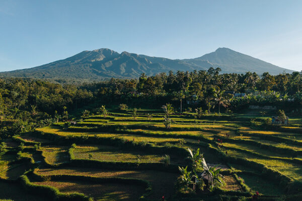 rice terraces in tetebatu lombok