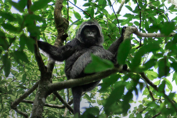 a monkey in the jungle