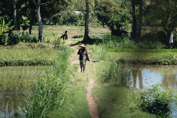 a local rice farmer