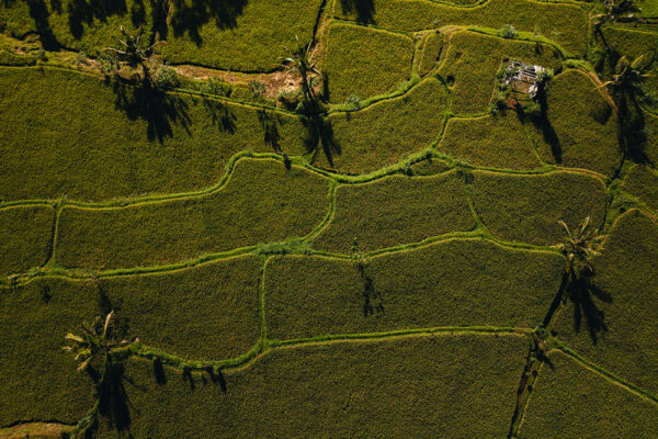 drone shot of rice terraces